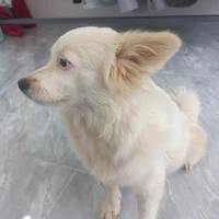 choco