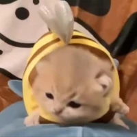T/G