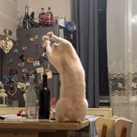 Meow