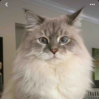 Kitty