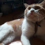 Sư Miêu