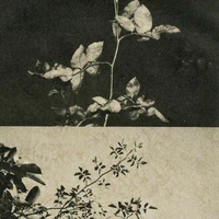 Helen Rosier