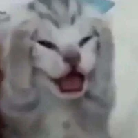 Lex