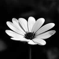 all (trừ những người cần trừ)