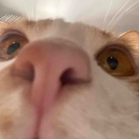 Tg mèo đen 🐱