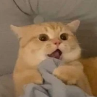 những báo xuyên không