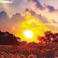 Nhóm cậu
