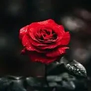 all thỏ