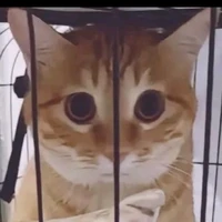 Ẳng ẳng gâu gâu