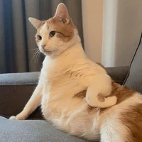 𝐇𝐞̣̂ 𝐓𝐡𝐨̂́𝐧𝐠 𝐦𝐨̂̀𝐧 𝐥𝐞̀𝐨