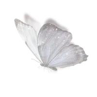 Butterflytransparent/Butterf/Hệ thống 25