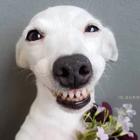Chó DANGIU 🐶🦧🦧