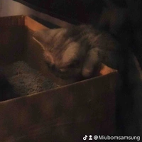 Mèo con của t/g