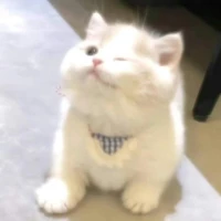 Tuyết_mèo trắng