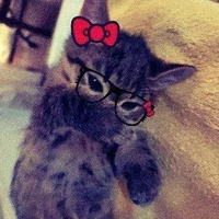 t/g mê mèo
