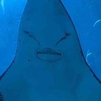 Skibidi toilet(nói chung là tất cả)