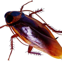 Gián đực