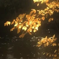 t/g người rừng ✨ [ Zau]