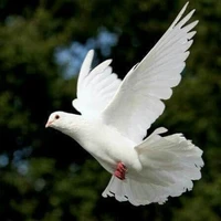Kumo