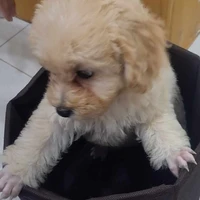 Nhỏ tg hay bí idea