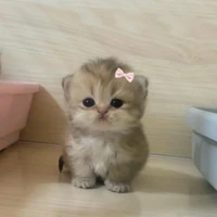 Nguyễn Gia My ( em gái Quang Anh )