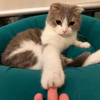 Leo [ Mèo của cô ] - Nó