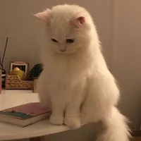 Hệ thống mèo- Pun