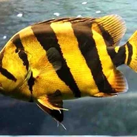 Bạn Ariel miss 🐯 