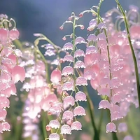 Vy T/G trợ lý /ht chủ