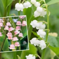 Con mọe viết truyện