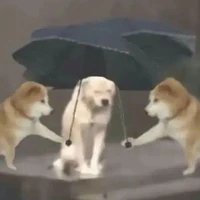 5 con báo