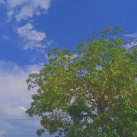 mọi người