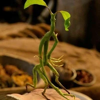 Bowtruckle