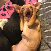 Cả đám