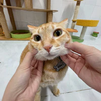 Ngọc Tú