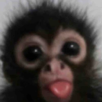 Baby monkey