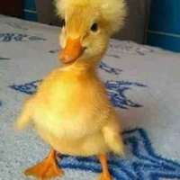 Baby zịt
