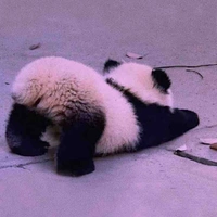 Baby panda