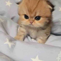 Baby cat