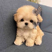 Baby dog