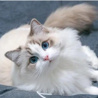Neko