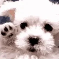 t/g cute
