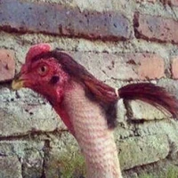tác giả nèeee