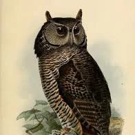 Cú mèo
