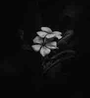 Trần Ngọc Quỳnh Anh