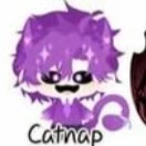 catnap