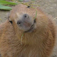 HT zô tree