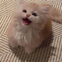 Cả lớp(All)