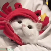 tác giả mari