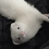 Mẻ tác giả🐧
